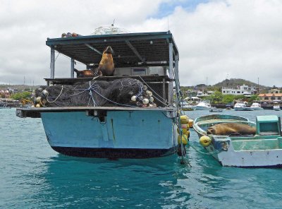 Sea Lions on Boats in the Bay