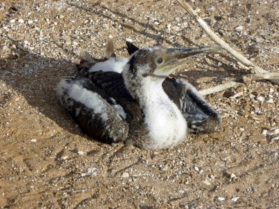 Young Blue-footed Boobie