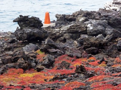 Lava Rocks and Galapagos Carpetweed on Punta Pitt