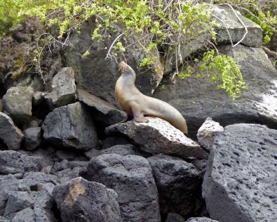 Sea Lion posing on Santa Fe Island