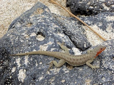 Male Lava Lizard with Red Throat