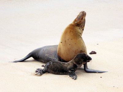 Mama & Baby Sea Lion on Santa Fe Island