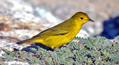 Yellow Warbler on South Plaza Island