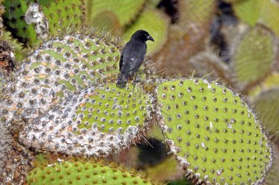 Sharp-beaked Ground Finch on Giant Prickly Pear on South Plaza