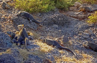 A 'Slaughter' of Land Iguanas on South Plaza Island
