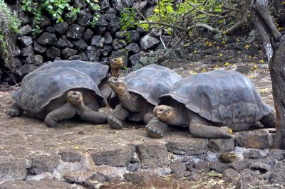 Hybrid Giant Tortoises at Charles Darwin Research Center