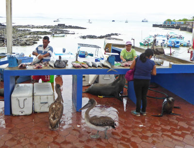 Pelicans and Sea Lions at Fish Market on Santa Cruz Island