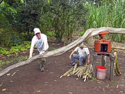 Squeezing Sugar Cane the Old Fashioned Way