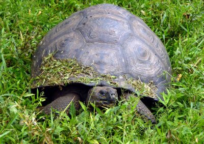 Giant Tortoise in the Deep Grass