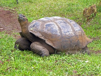 Giant Tortoises in the Highlands of Santa Cruz Island