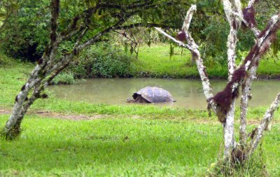 Giant Tortoises in the Highlands of Santa Cruz Island