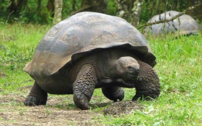 Giant Tortoise in the Highlands of Santa Cruz Island