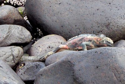 Marine Iguana on Espanola Island, Galapagos