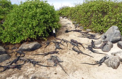 Navigating through a slaughter of Marine Iguanas on the Path