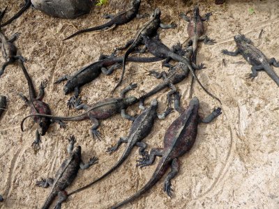 Marine Iguanas hogging the Path on Espanola Island