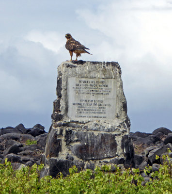 Young Galapagos Hawk on Espanola Island