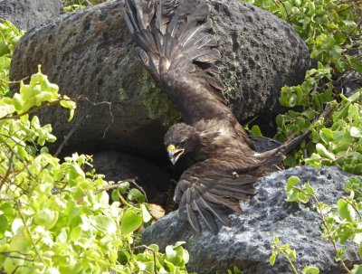 Adult Galapagos Hawk attacked Young Hawk