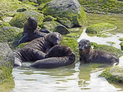 Seal Pups ~ 10 days Old on Espanola Island