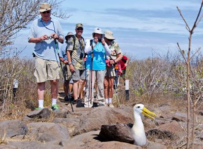 Waved Albatross on the Trail on Espanola Island