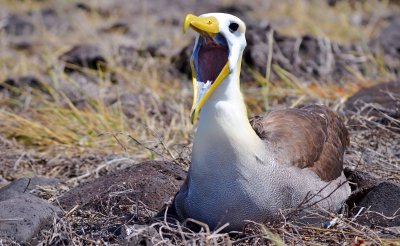 Waved Albatrosses breed Primarily on Espanola Island