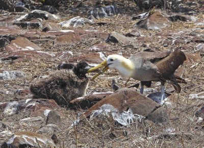 Waved Albatross with Young Chick on Espanola Island