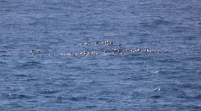Waved Albatrosses on the Pacific Ocean