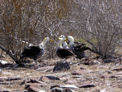 'Rookery' of Albatrosses gossiping on Espanola Island