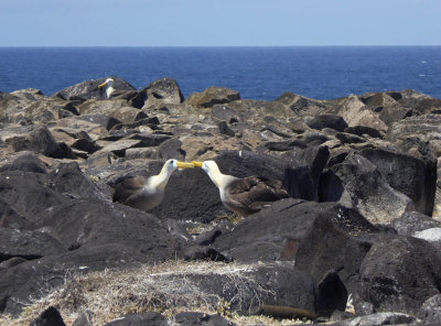 Albatross Mating Ritual on Espanola Island