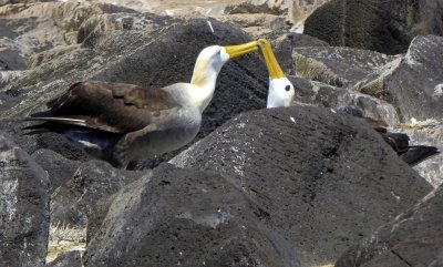 Albatross Mating Ritual on Espanola Island
