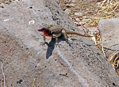Lava Lizard on Espanola Island
