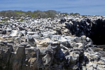 Nesting area for Nazca Boobies on Espanola Island