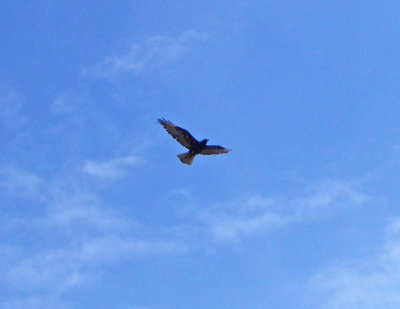 Galapagos Hawk in Flight