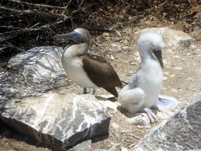 Blue-footed Booby and Chick on Espanola Island