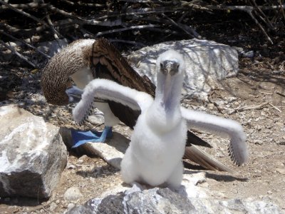 Blue-footed Chick on Espanola Island