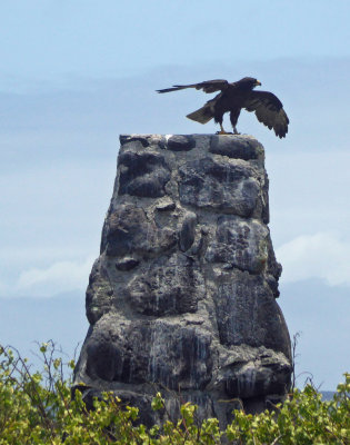 Adult Galapagos Hawk still Protecting its Territory