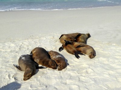 Sea Lions on Gardner Bay, Espanola Island, Galapagos