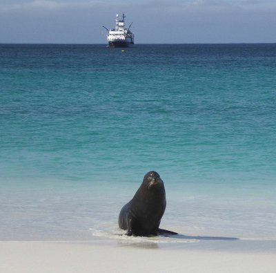 Bull Sea Lion on Gardner Bay, Espanola Island, Galapagos