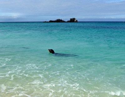 Bull Sea Lion Patrolling His Beach on Gardner Bay