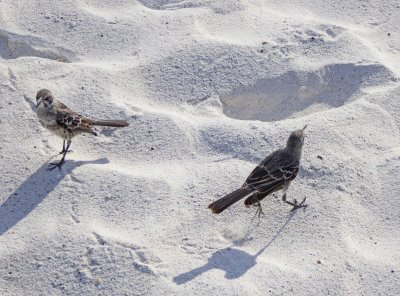 Espanola Mockingbirds on Gardner Bay