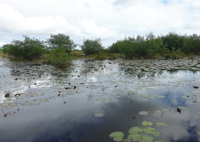 Cruising through the Lilypads