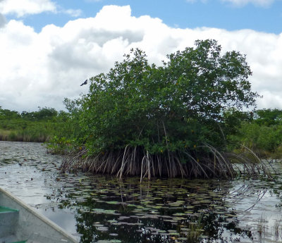 Birdwatching in the Mangroves