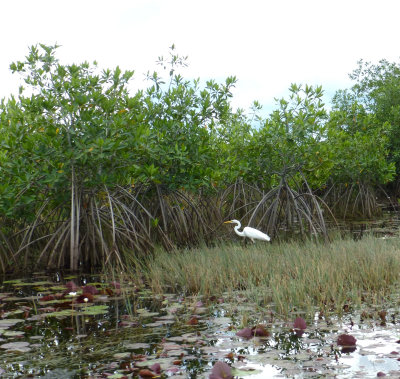 Great Egret in Belize