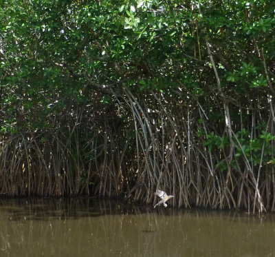 Birding in the Mangroves