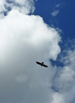 Common Black Hawk in Belize