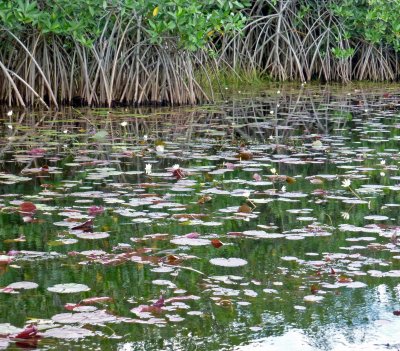 Lily Pond on Airboat Tour