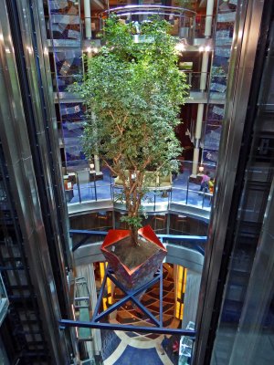 Live Tree Growing above Foyer of Celebrity Solstice