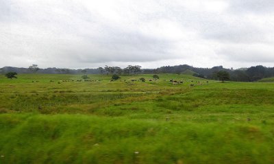 Lush Hills of North Island, New Zealand