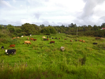 More Cows than Sheep in the Northland on North Island,NZ