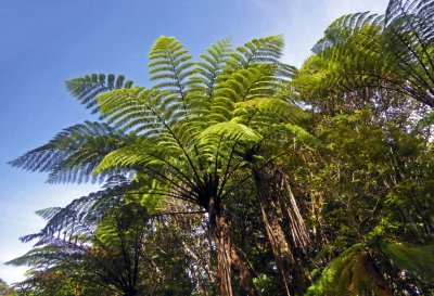 Large Ferns in Waipoua Forest on the West Coast of North Island, NZ