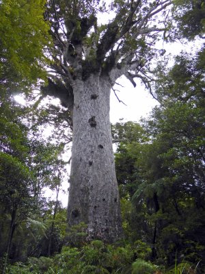 Giant Kauri Tree is called Tane Mahuta (Lord of the Forest)
